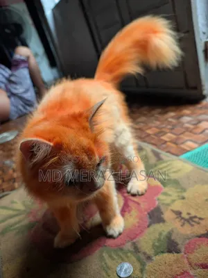 ১ বছরের বেশি বয়সী ফিমেল মিক্সড ব্রিড সাভানা