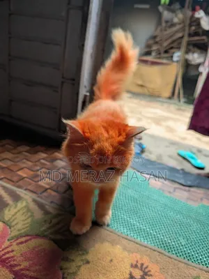 ১ বছরের বেশি বয়সী ফিমেল মিক্সড ব্রিড সাভানা