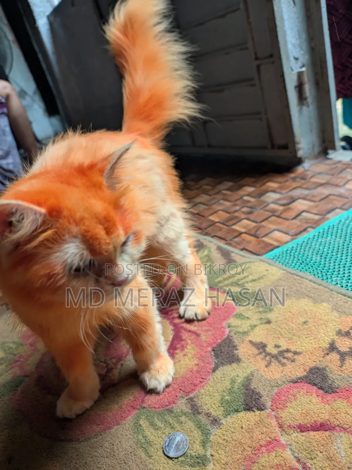১ বছরের বেশি বয়সী ফিমেল মিক্সড ব্রিড সাভানা
