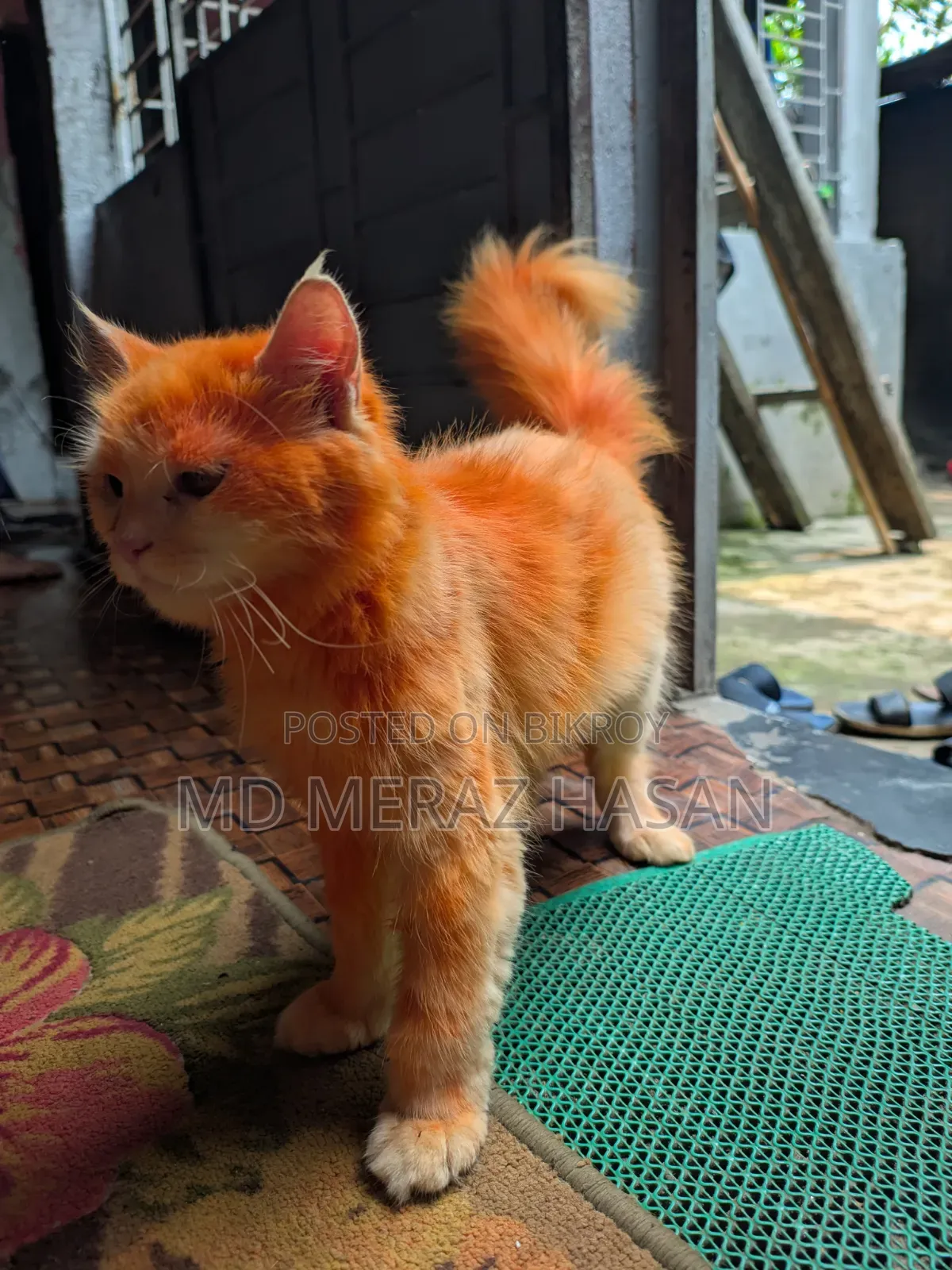 ১ বছরের বেশি বয়সী ফিমেল মিক্সড ব্রিড সাভানা