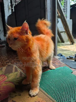 ১ বছরের বেশি বয়সী ফিমেল মিক্সড ব্রিড সাভানা