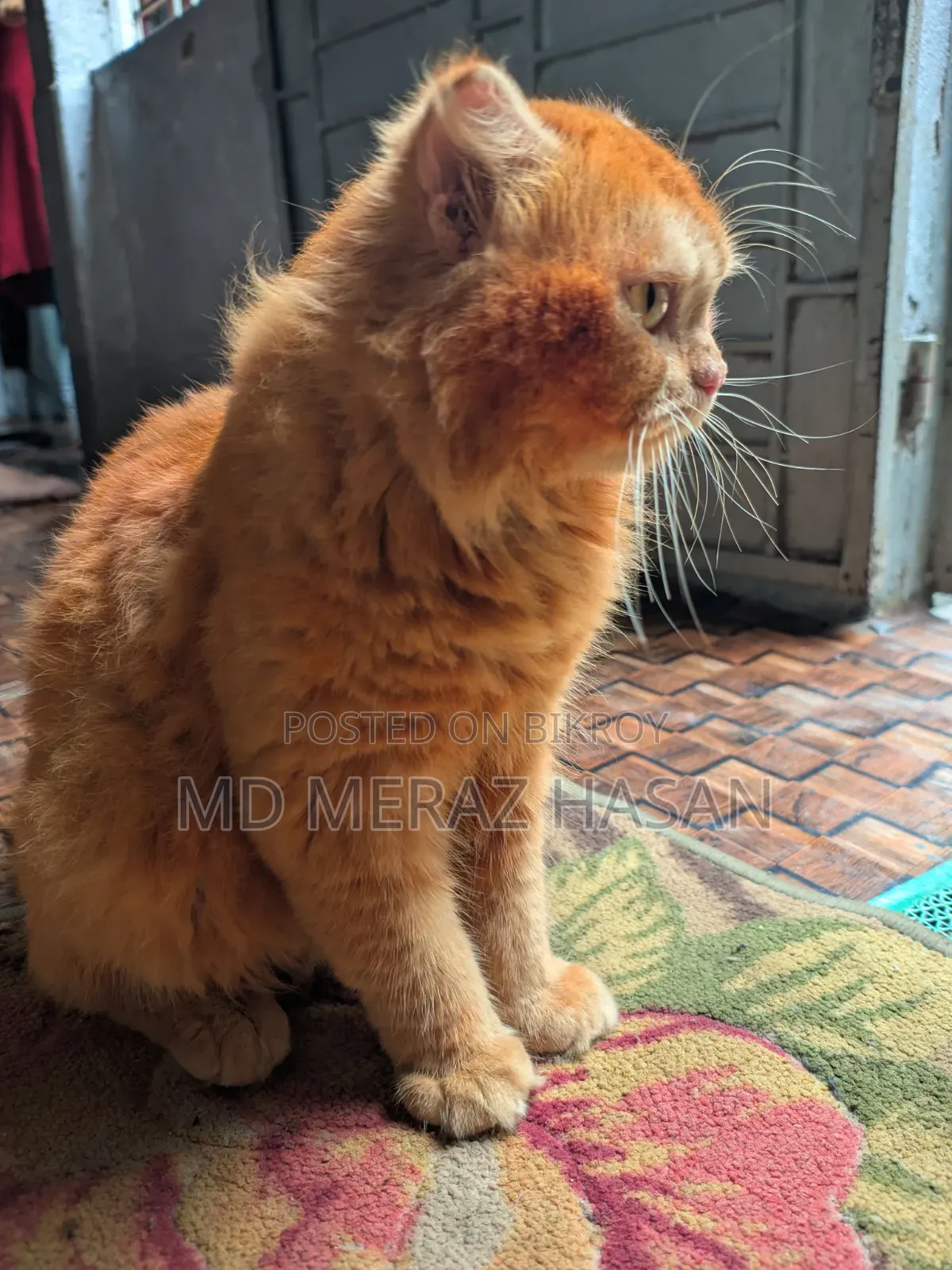 1+ Year Female Purebred Singapura