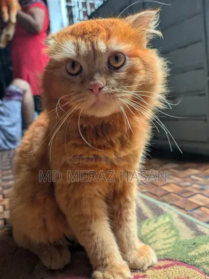 1+ Year Female Purebred Singapura