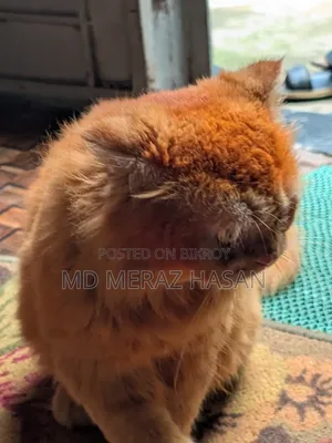 1+ Year Female Purebred Singapura