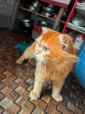 1+ Year Female Purebred Singapura