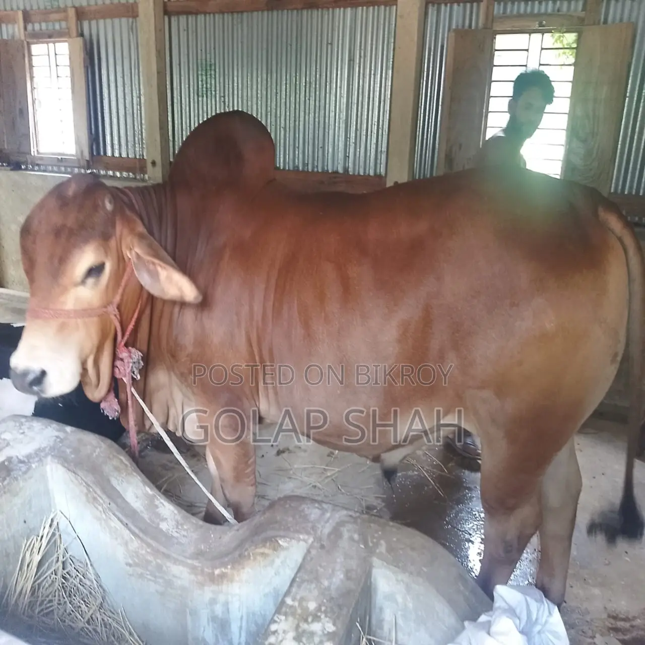 Cow for Sale - Current Weight 420kg - Lal Badsha - Qurbani Market