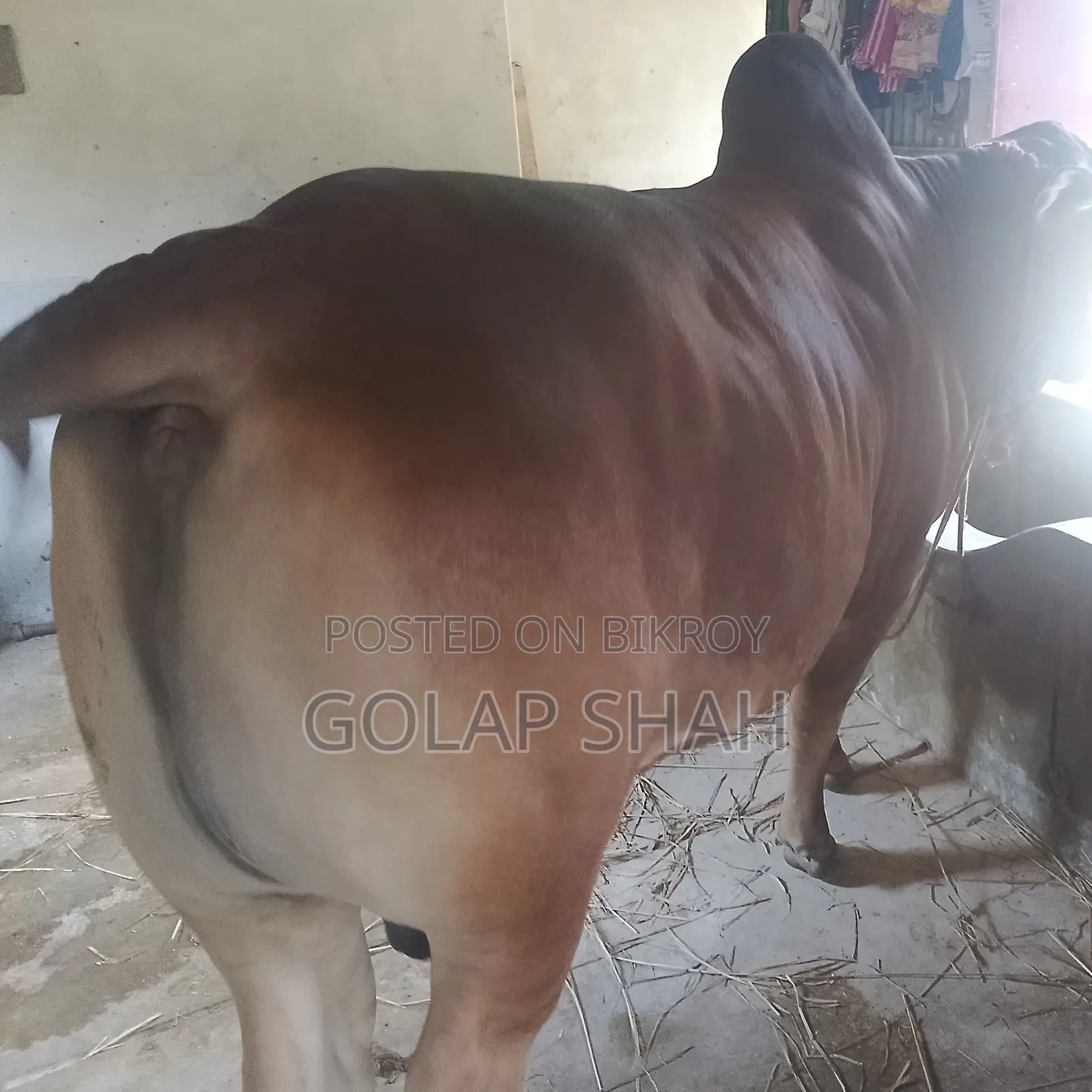 Cow for Sale - Current Weight 420kg - Lal Badsha - Qurbani Market