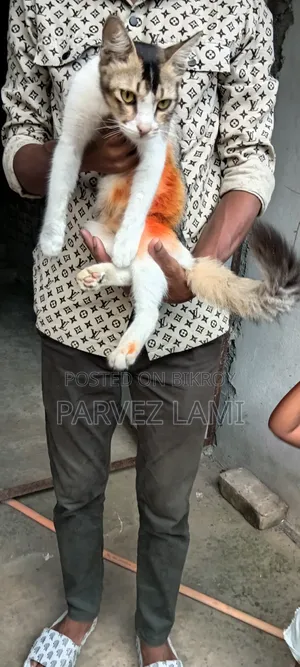 1+ Year Female Mixed Breed Persian