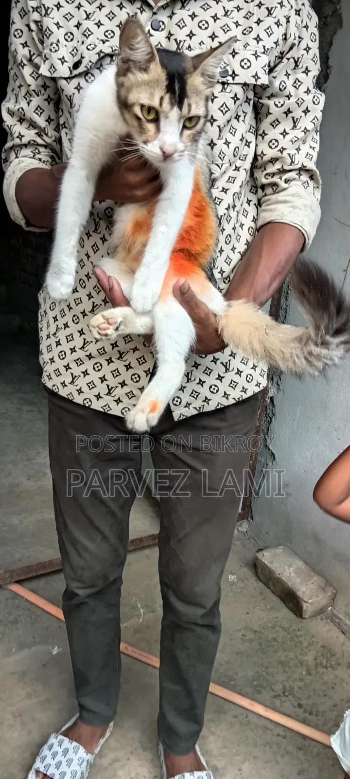 1+ Year Female Mixed Breed Persian
