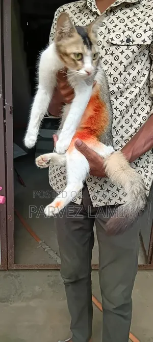 1+ Year Female Mixed Breed Persian
