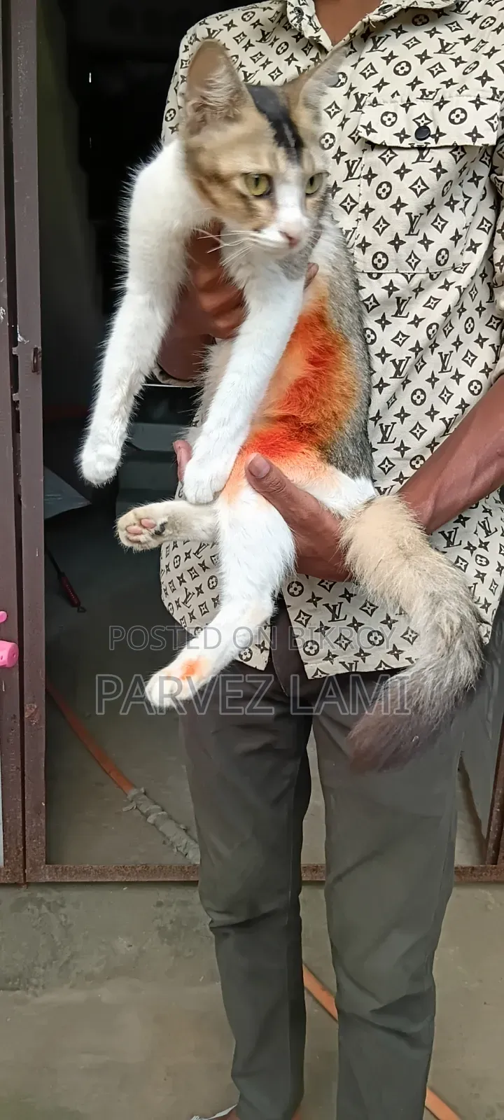 1+ Year Female Mixed Breed Persian
