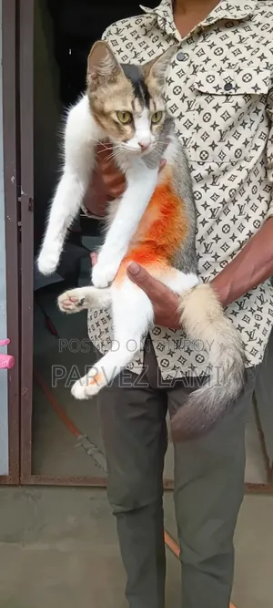 1+ Year Female Mixed Breed Persian