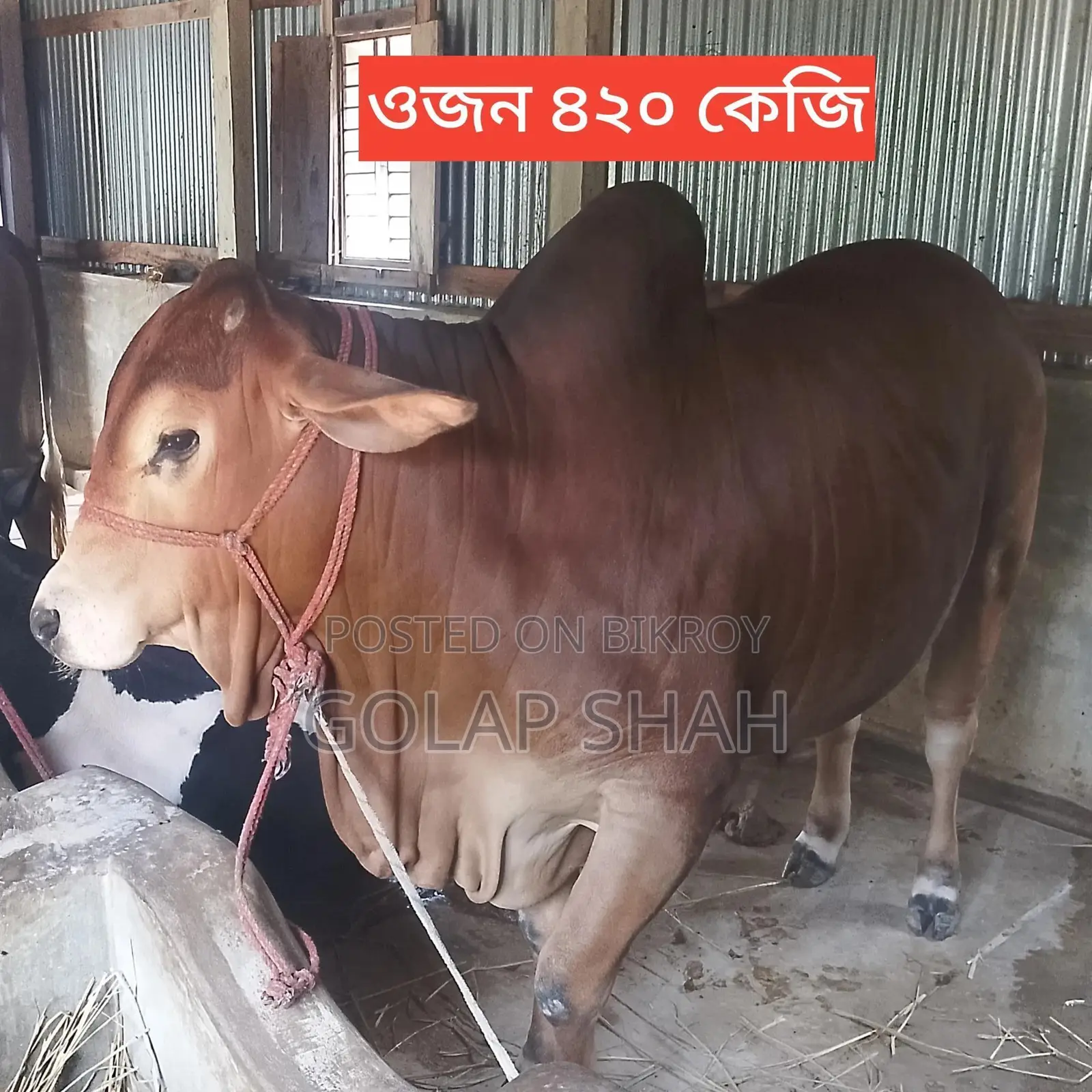 Cow for Sale - Current Weight 420kg - Lal Badsha - Qurbani Market