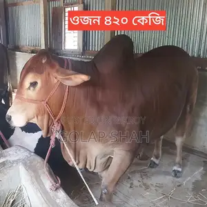 Cow for Sale - Current Weight 420kg - Lal Badsha - Qurbani Market