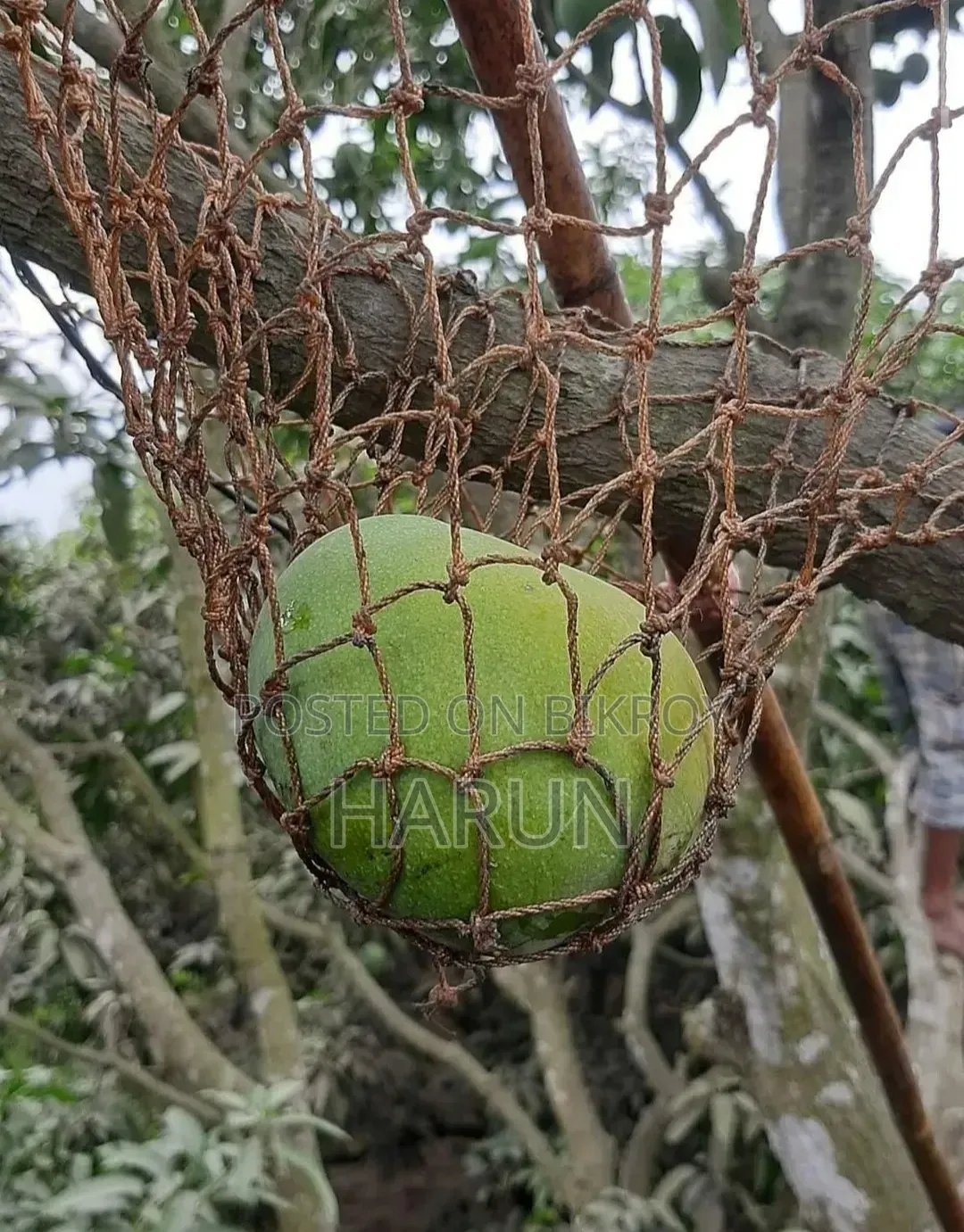 রসালো ও সুস্বাদু আম