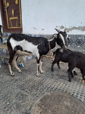 1 goat with 2 kids for sale.