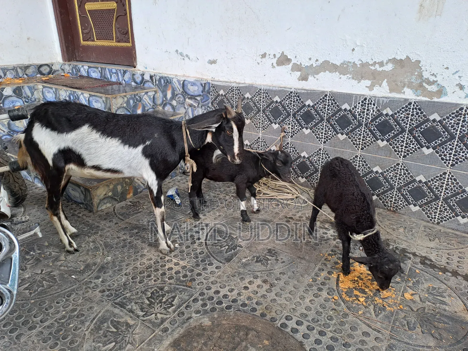 1 goat with 2 kids for sale.