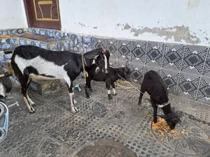 1 goat with 2 kids for sale.
