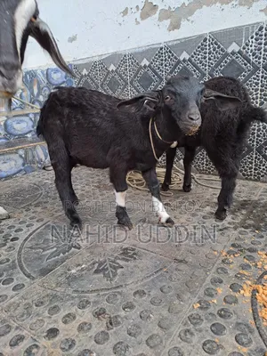 1 goat with 2 kids for sale.