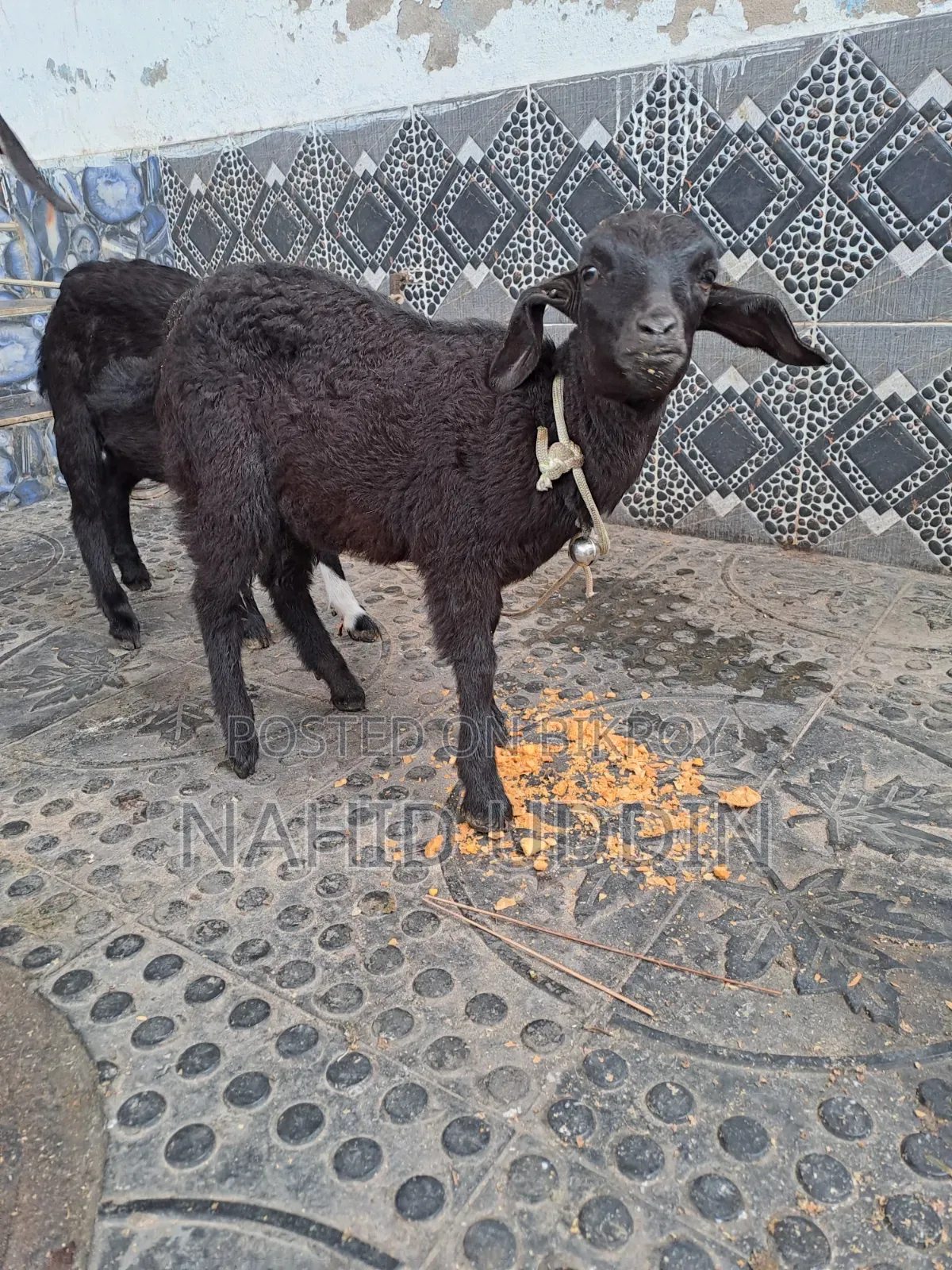 1 goat with 2 kids for sale.