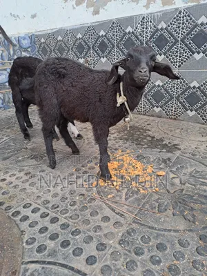 1 goat with 2 kids for sale.