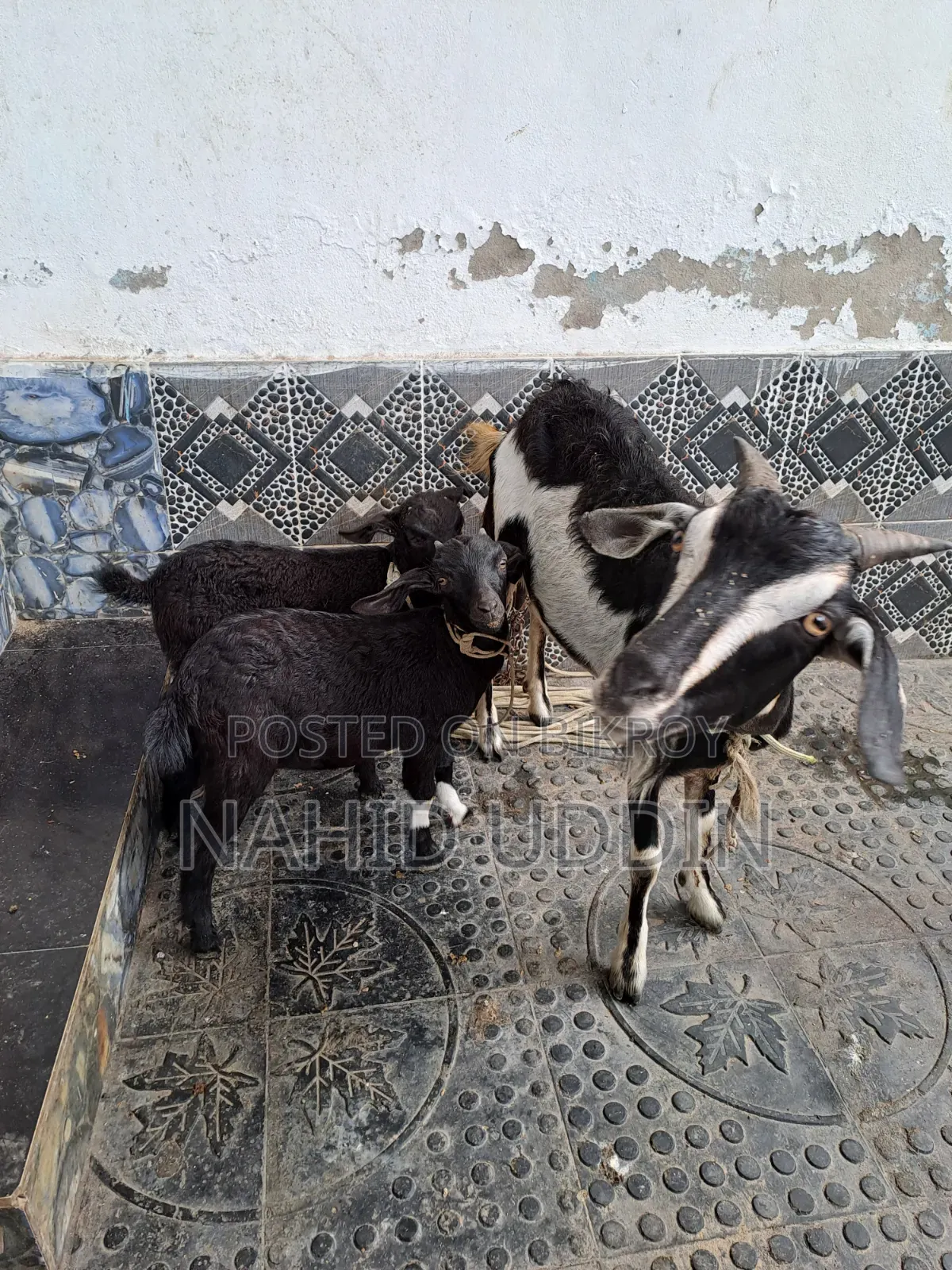 1 goat with 2 kids for sale.