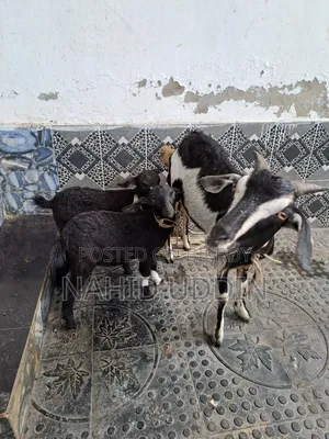 1 goat with 2 kids for sale.