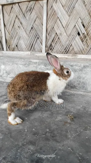 মোদ্দা খরগোশ