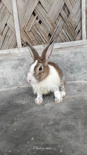 মোদ্দা খরগোশ