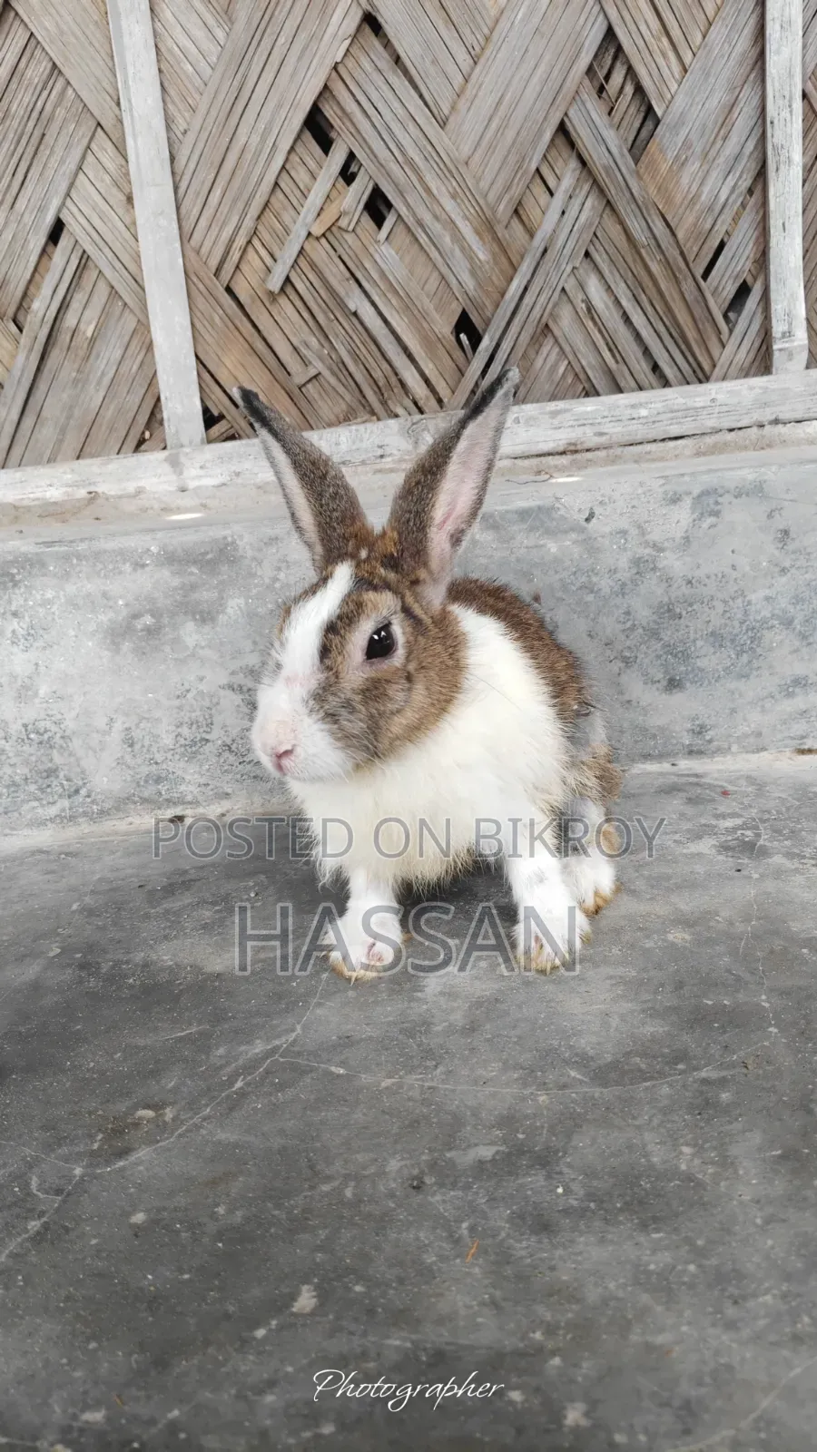 মোদ্দা খরগোশ