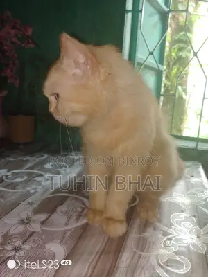 ১-৩ মাস বয়সী মেয়ে পার্সিয়ান বিড়াল