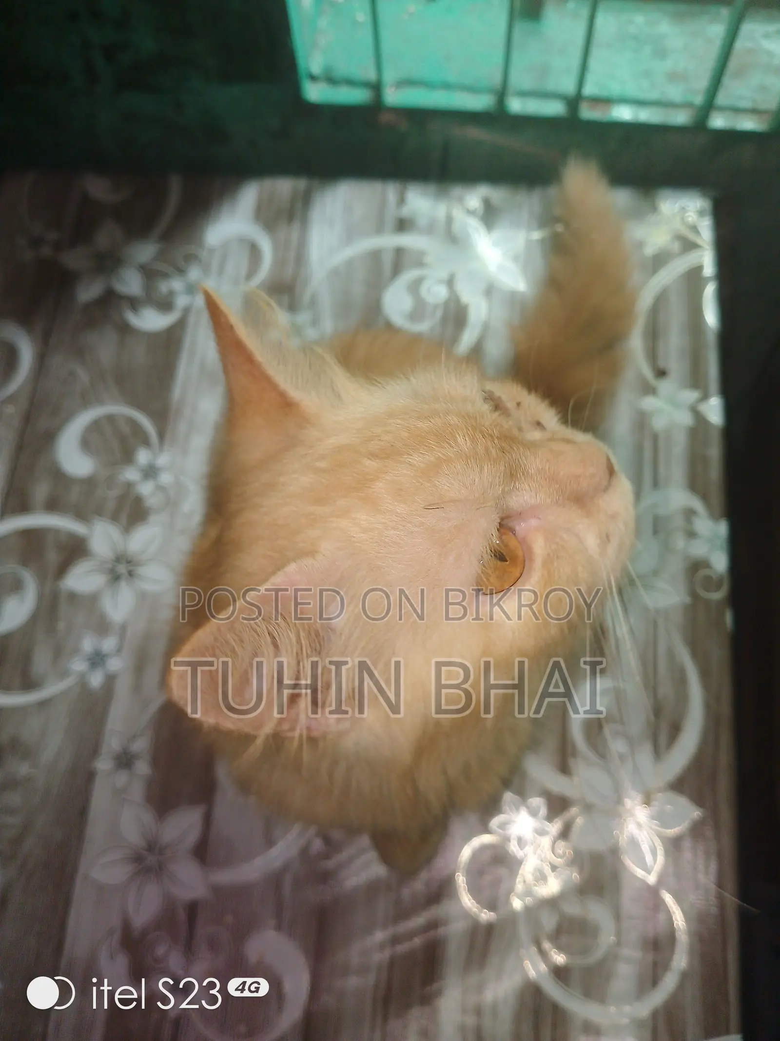 1-3 Months Female Purebred Persian