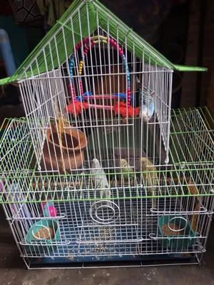2 Pair Bajigar With Cage .2 Female ,2 Male ,
