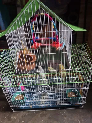 2 Pair Bajigar With Cage .2 Female ,2 Male ,