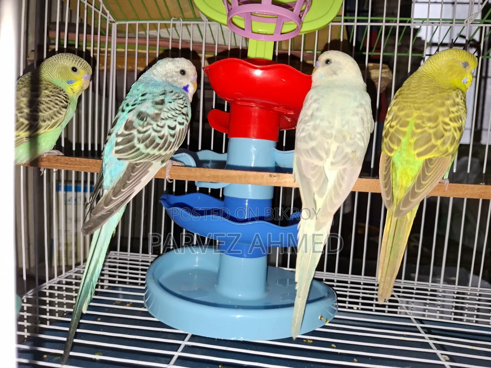 2 Pair Bajigar With Cage .2 Female ,2 Male ,