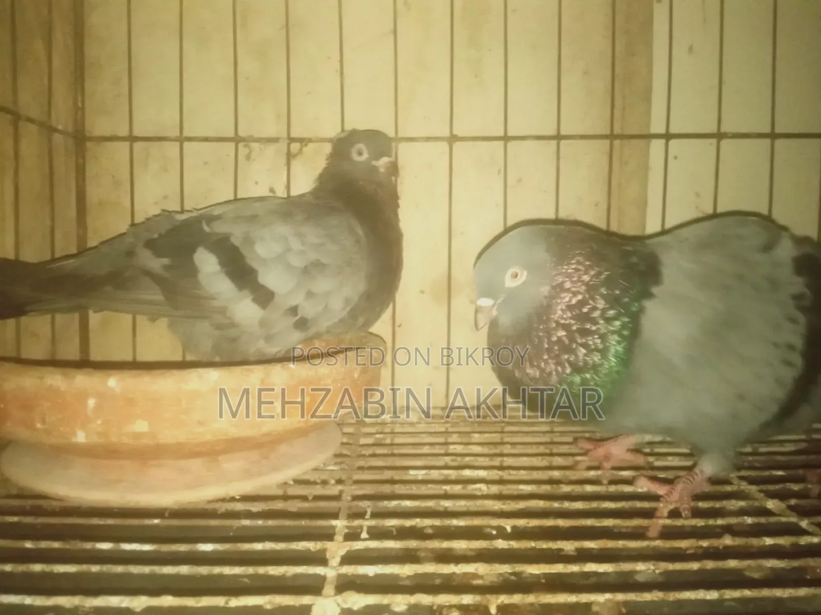 Pigeons for Sale