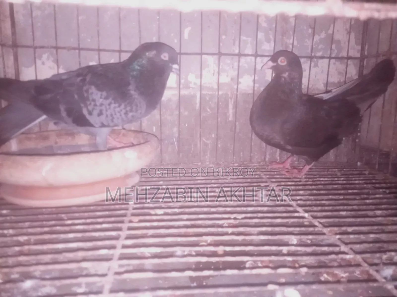 Pigeons for Sale