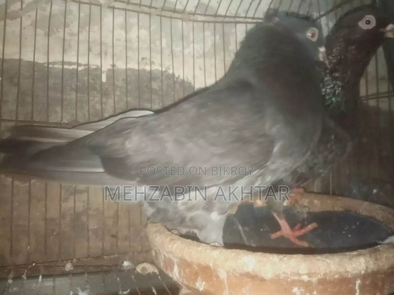 Pigeons for Sale