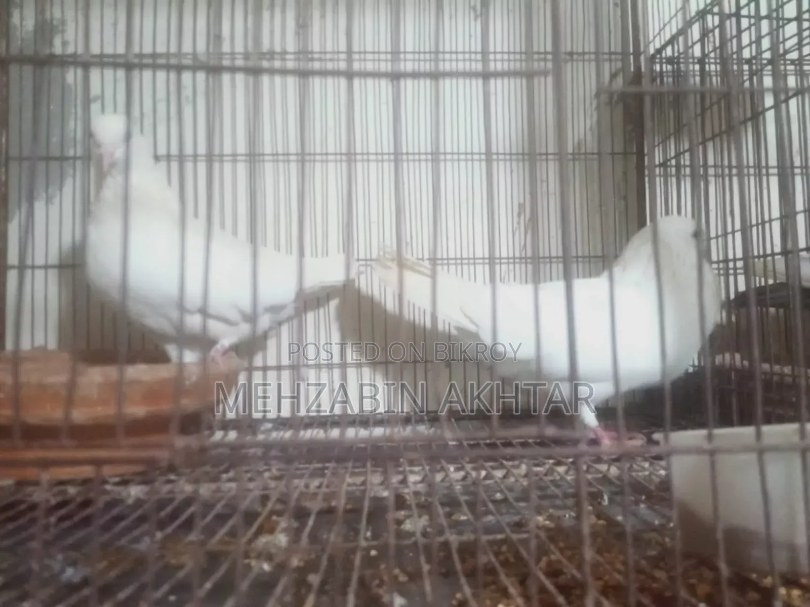 Pigeons for Sale
