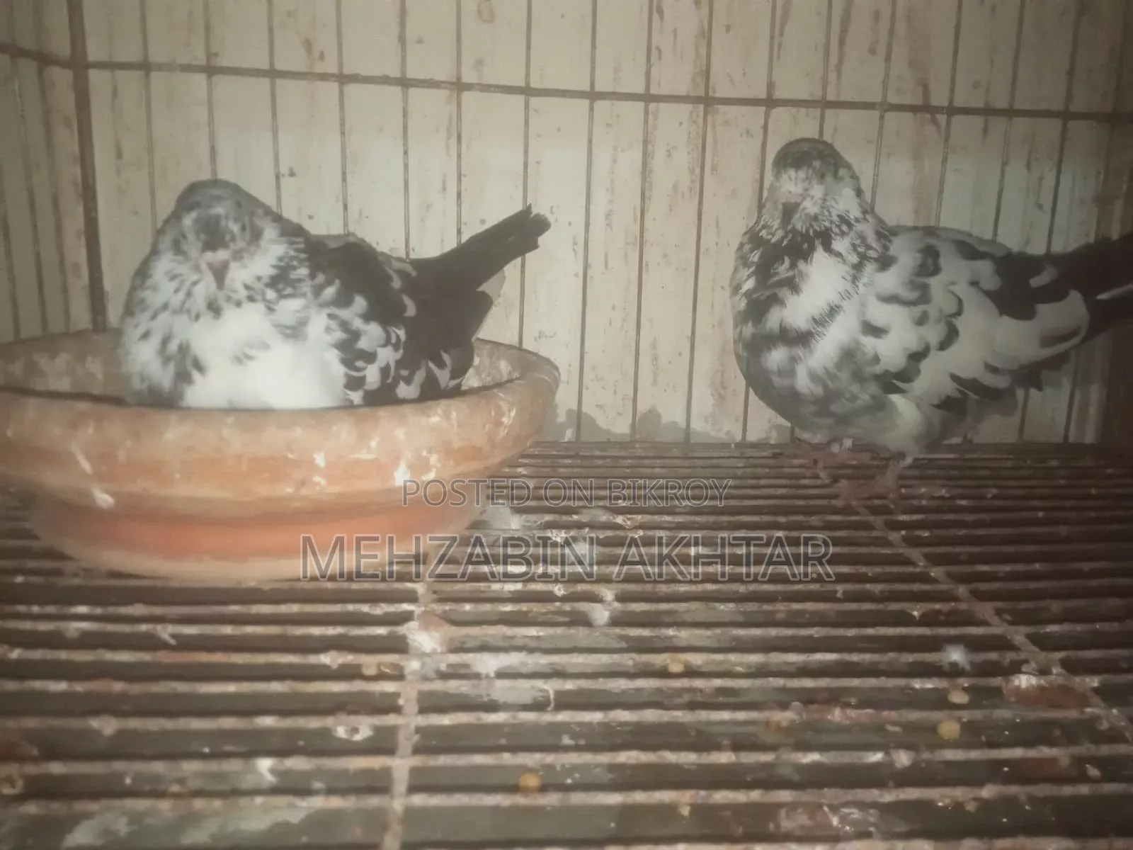 Pigeons for Sale