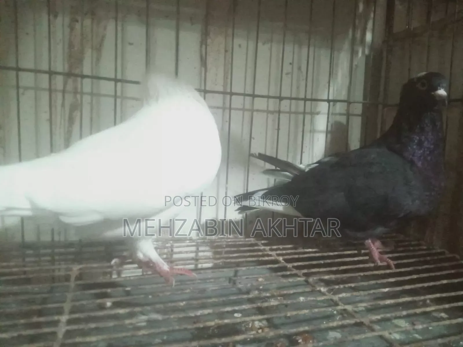 Pigeons for Sale