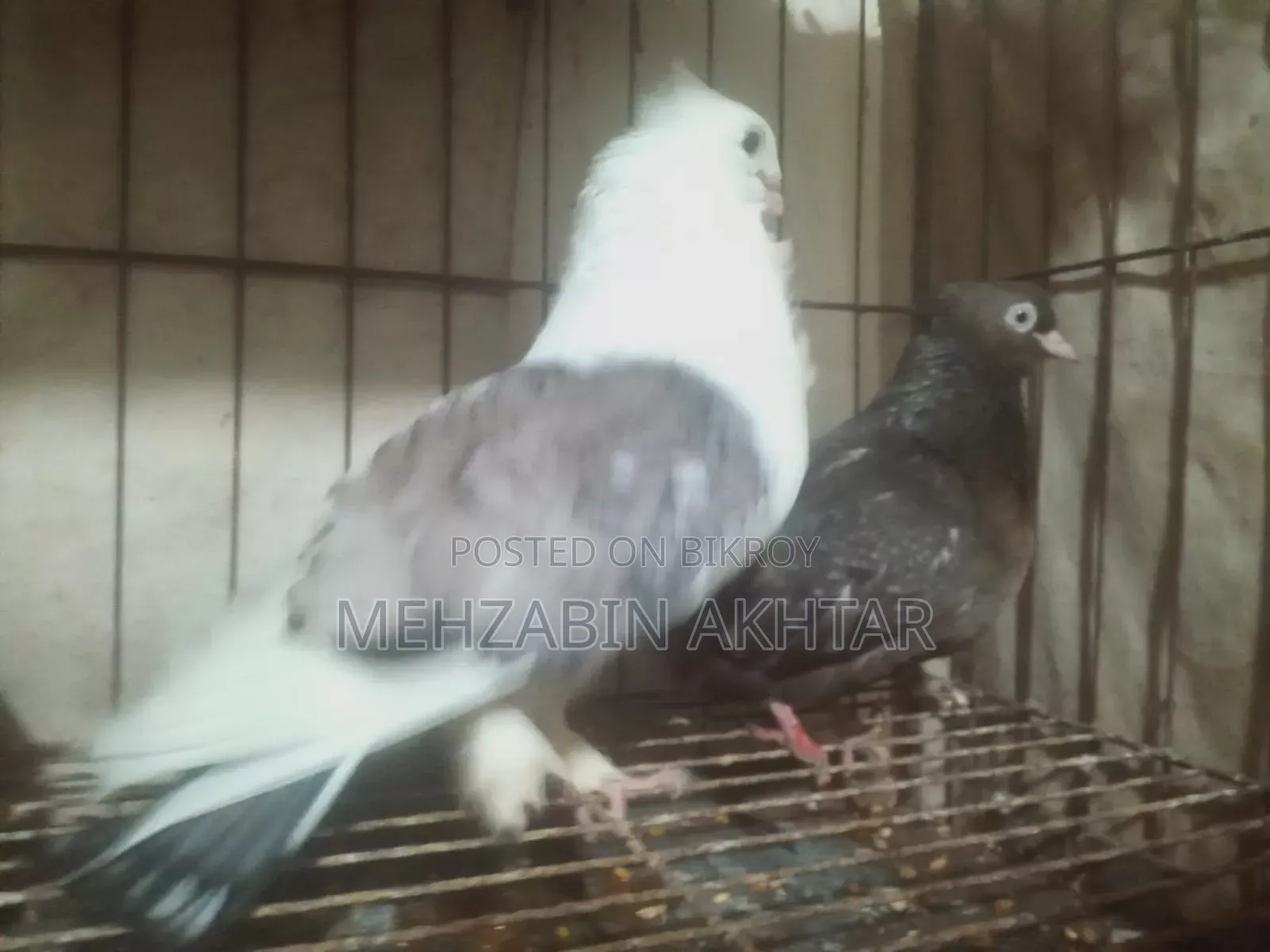 Pigeons for Sale