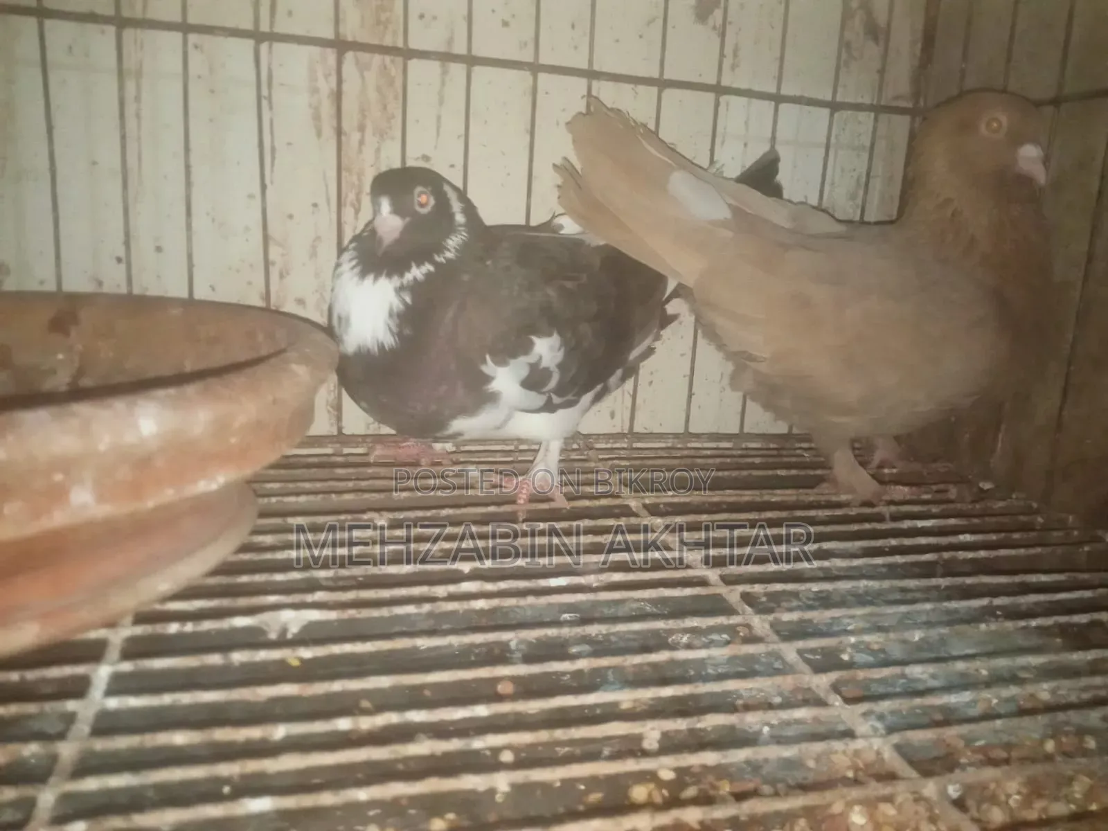 Pigeons for Sale