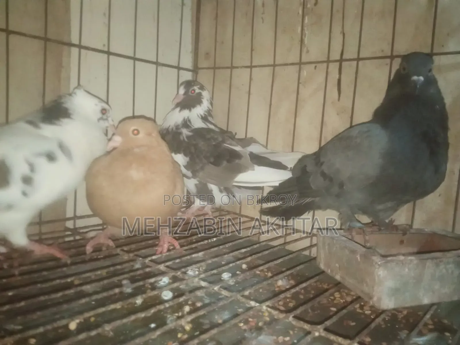Pigeons for Sale