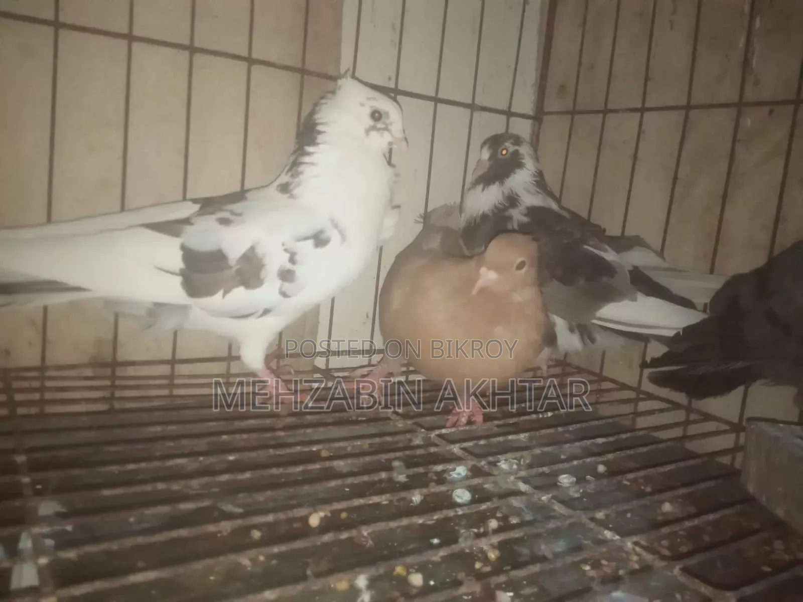 Pigeons for Sale