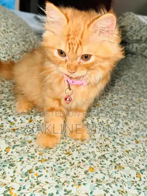 1-3 Months Female Purebred Exotic