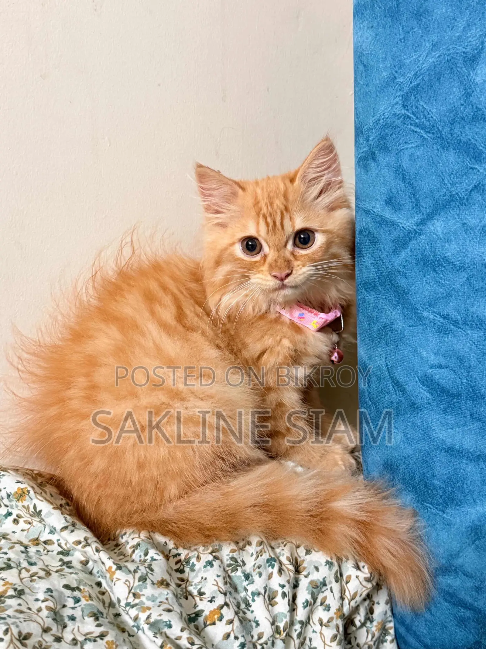 1-3 Months Female Purebred Exotic
