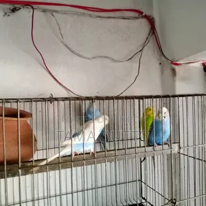 Budgerigar Bird