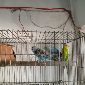 Budgerigar Bird