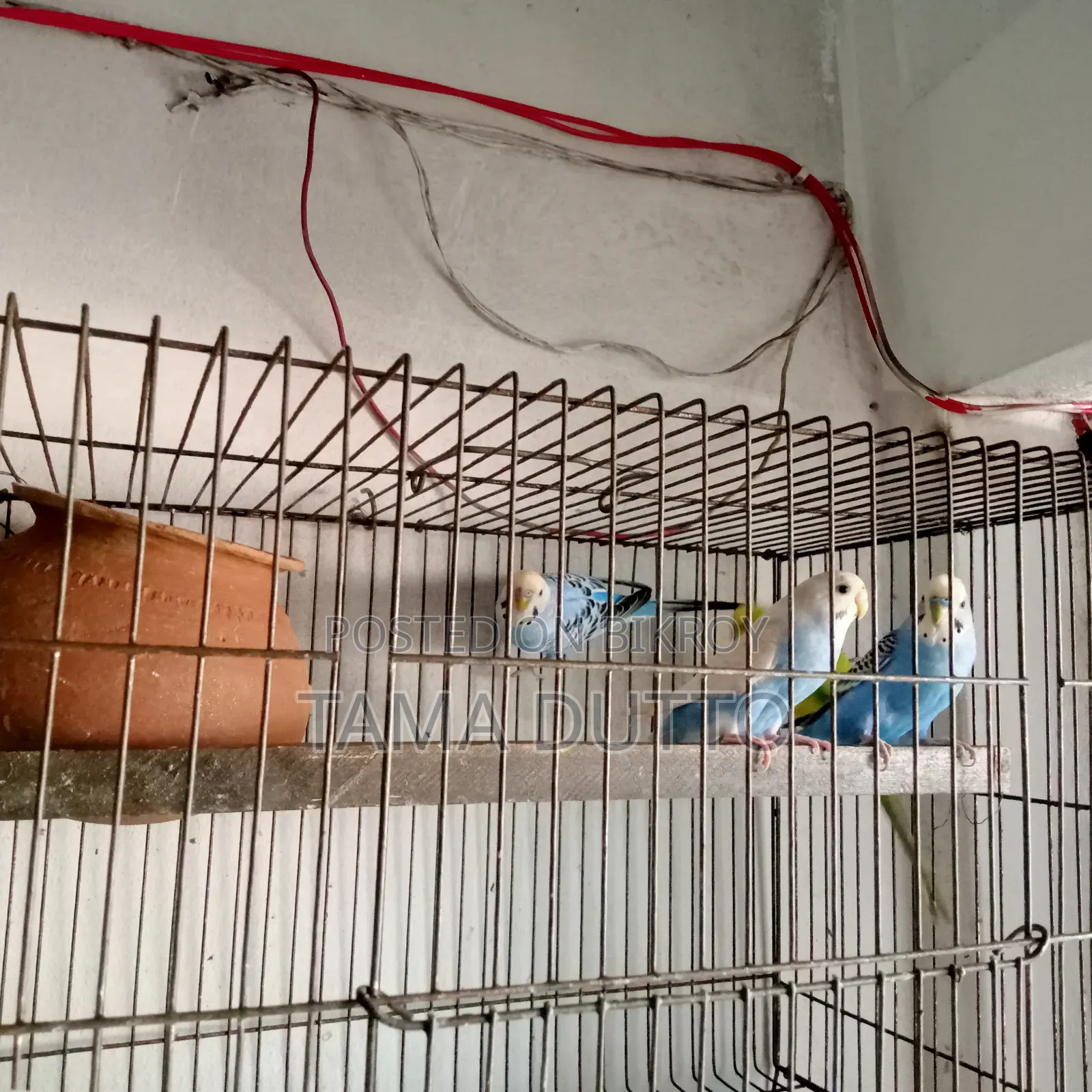 Budgerigar Bird